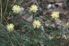 Petrophile divaricata