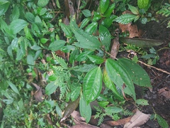 Pilea somae