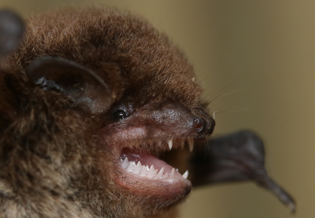 Large Forest Bat