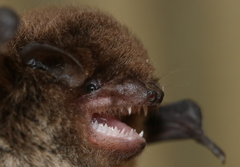 Large Forest Bat photo 1