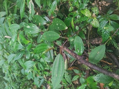 Pilea somae