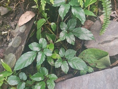 Causonis corniculata