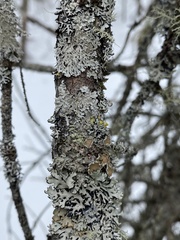 Imshaugia placorodia