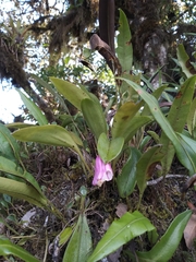 Masdevallia notosibirica
