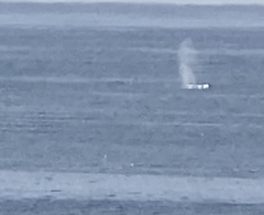 Eschrichtius robustus