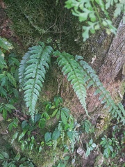 Asplenium cuneatiforme
