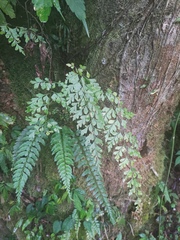 Asplenium neolaserpitiifolium
