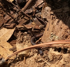 Batrachoseps gregarius