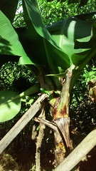 Phelsuma andamanensis