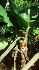 Phelsuma andamanensis