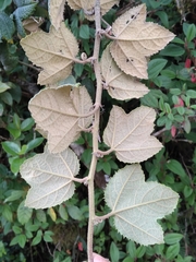 Passiflora carrascoensis