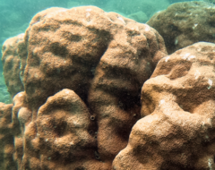 Gardineroseris planulata