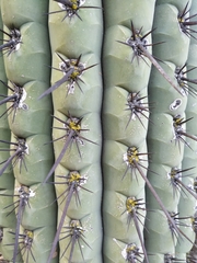 Trichocereus chiloensis chiloensis
