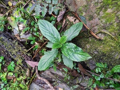 Paraphlomis javanica