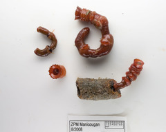 Nicomache lumbricalis