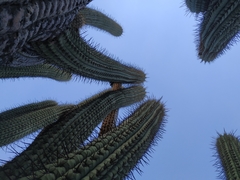Trichocereus chiloensis chiloensis