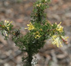 Petrophile serruriae