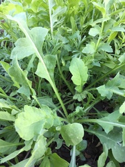 Papaver somniferum