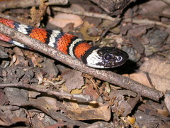 Lampropeltis zonata