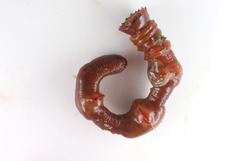 Nicomache lumbricalis