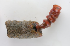 Nicomache lumbricalis