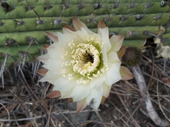 Trichocereus chiloensis chiloensis