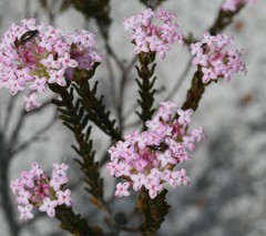 Pimelea preissii