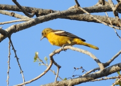 Icterus galbula