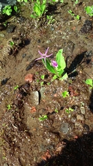 Primula jeffreyi jeffreyi