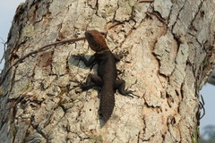 Uracentron flaviceps