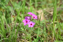 Phlox drummondii