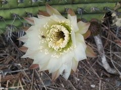Trichocereus chiloensis chiloensis