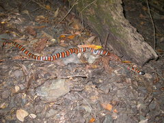 Lampropeltis zonata