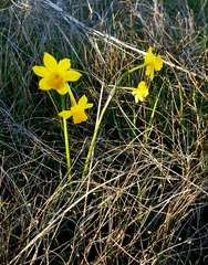 Narcissus jonquilla