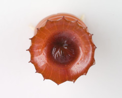 Nicomache lumbricalis