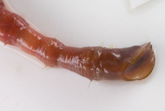 Nicomache lumbricalis