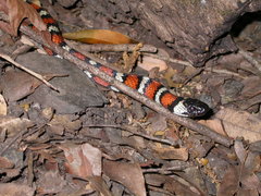 Lampropeltis zonata