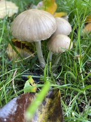 Candolleomyces candolleanus