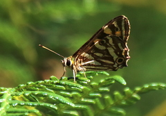 Oreixenica kershawi