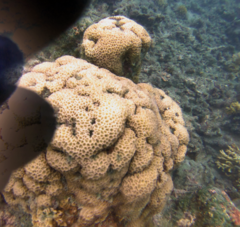 Gardineroseris planulata