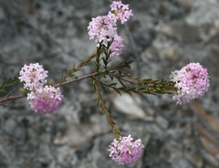 Pimelea preissii