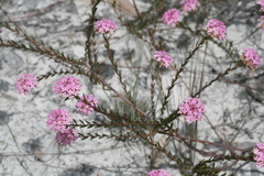 Pimelea preissii