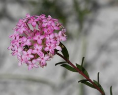 Pimelea preissii