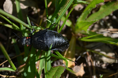 Physomeloe corallifer