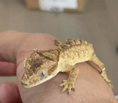 Correlophus