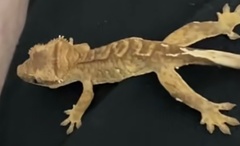 Correlophus