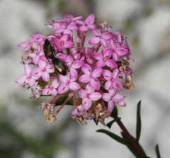 Pimelea preissii