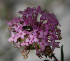 Pimelea preissii