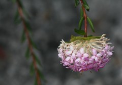 Pimelea preissii