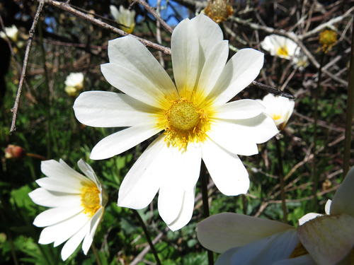 Palmate Anemone